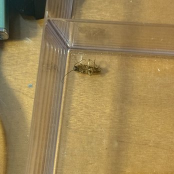 Carr Apartments - Cockroaches - Apartments Near Me - Sylvania, Ohio