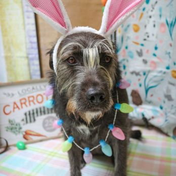 The Animal Keeper - Easter at The Animal Keeper - Pet Training Near Me - Oceanside, California