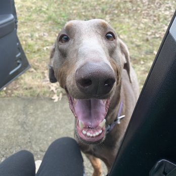 Most Valuable Pets - My dog sosa - Pet Stores Near Me - Lexington, Kentucky
