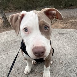 Companion Animal Hospital of Waller - Gizmo