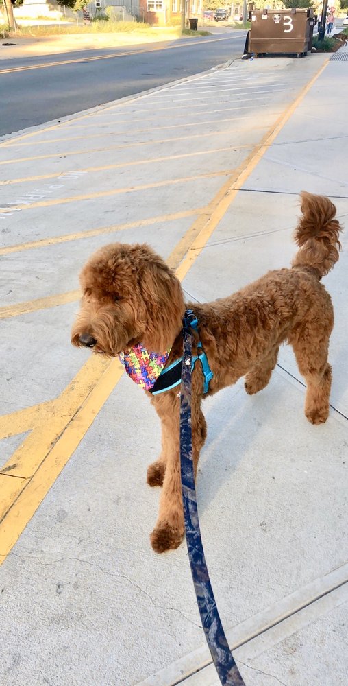 LAKESIDE GROOMING 27 Photos & 32 Reviews 3976 N Monroe St