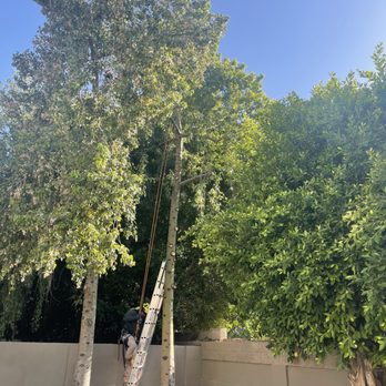 Innovation Tree Care - Tree Services Near Me