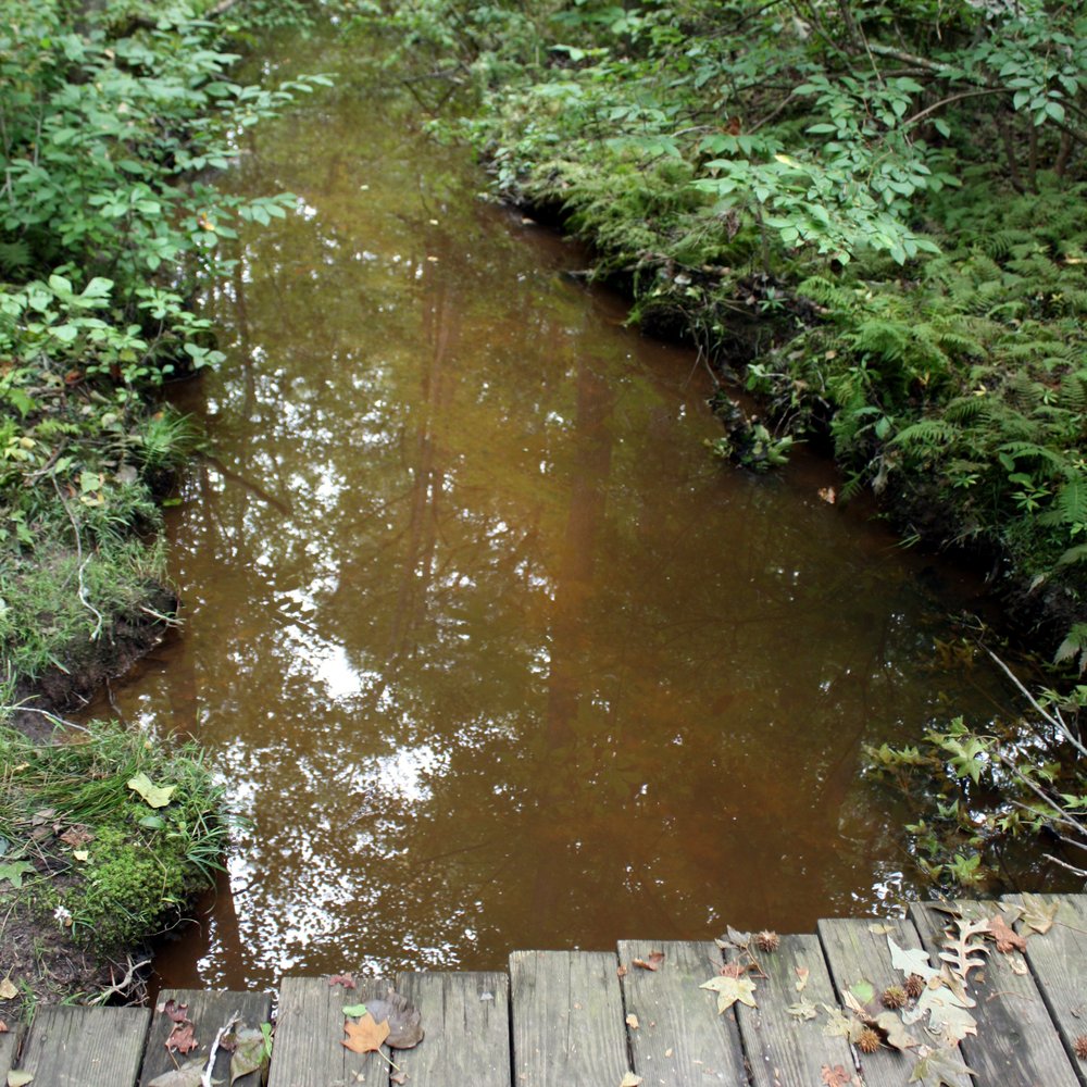Cedarville State Forest - Hiking trail. - Parks Near Me - Brandywine, Maryland