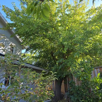 Cal Line Tree Care - Mulberry tree removal - Tree Services Near Me Cal Line Tree Care - Mulberry tree removal - Tree Services Near Me