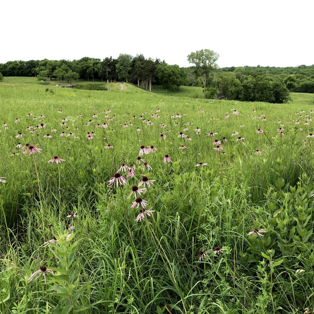 Prairie Center - Prairiegrass with Coneflowers - Parks Near Me - Olathe, Kansas