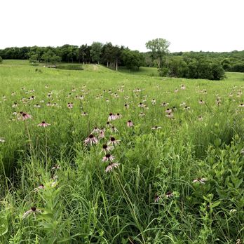 Prairie Center - Prairiegrass with Coneflowers - Parks Near Me - Olathe, Kansas