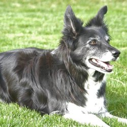 Idaho Dog Park