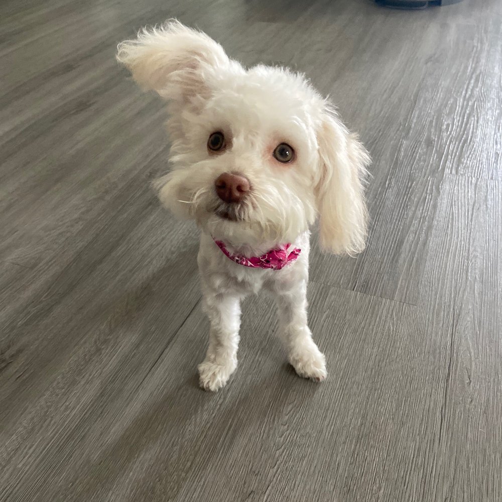 We Groom Pets - Pet Groomers Near Me - Downey, California We Groom Pets - Pet Groomers Near Me - Downey, California