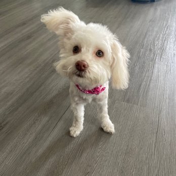 We Groom Pets - Pet Groomers Near Me - Downey, California