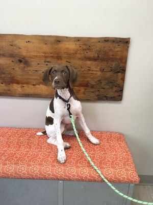 ESSEX VETERINARY CENTER - Updated October 2025 - 22 Photos & 20 Reviews