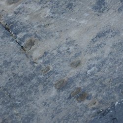 Tetrapod Trackway - Up close view of the tracks