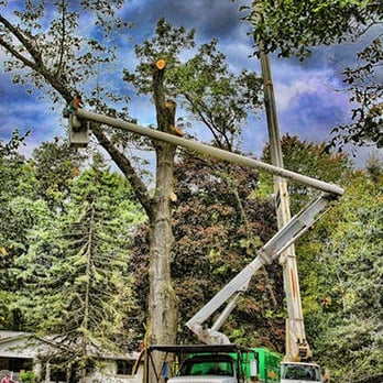 Tree Works - Tree Services Near Me - Lawrenceburg, Kentucky Tree Works - Tree Services Near Me - Lawrenceburg, Kentucky