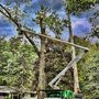 Photo of Tree Works