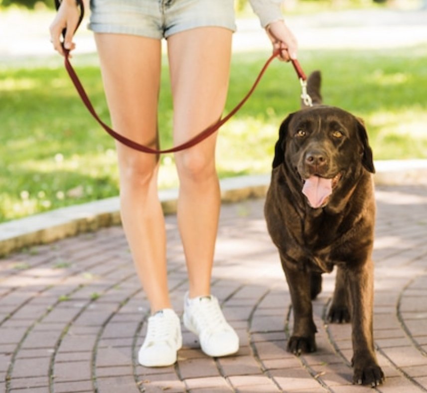 YUCCA DOG WALKING AND PET SITTING Yucca Valley, California Dog