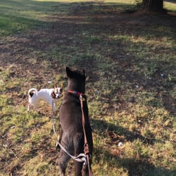 Meadowdale park - Walking my dogs at Meadowdake Park