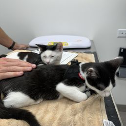 Bo & Jack fell asleep at the vets! Bo & Jack fell asleep at the vets!