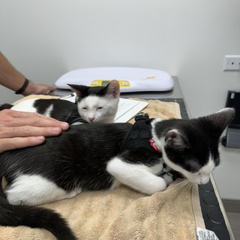 Penryn Pet Hospital - Bo & Jack fell asleep at the vets! - Veterinarians Near Me - Loomis, California Penryn Pet Hospital - Bo & Jack fell asleep at the vets! - Veterinarians Near Me - Loomis, California