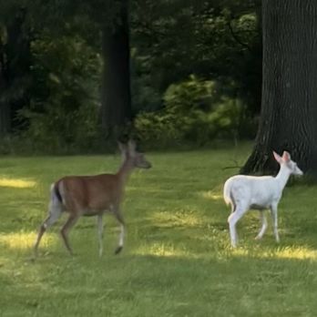 JE Lawn - Oh, and he does not bother my dear deer! - Lawn Services Near Me - Imperial, Missouri JE Lawn - Oh, and he does not bother my dear deer! - Lawn Services Near Me - Imperial, Missouri