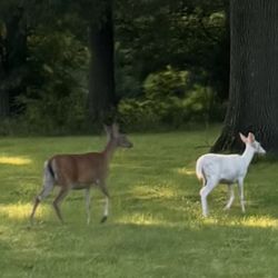 JE Lawn - Oh, and he does not bother my dear deer!