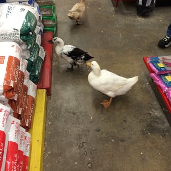 Blacksmith's Corner - Pet Stores Near Me - Bellflower, California