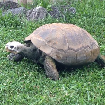 Columbian Park - Tortoise - Parks Near Me - Lafayette, Indiana Columbian Park - Tortoise - Parks Near Me - Lafayette, Indiana