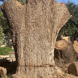 Texas Green Tree Services - Stump removal