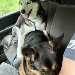 New Inn Kennels - My pups on their way to doggy daycare!