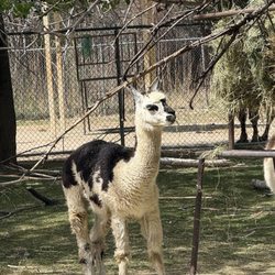Pueblo Zoo