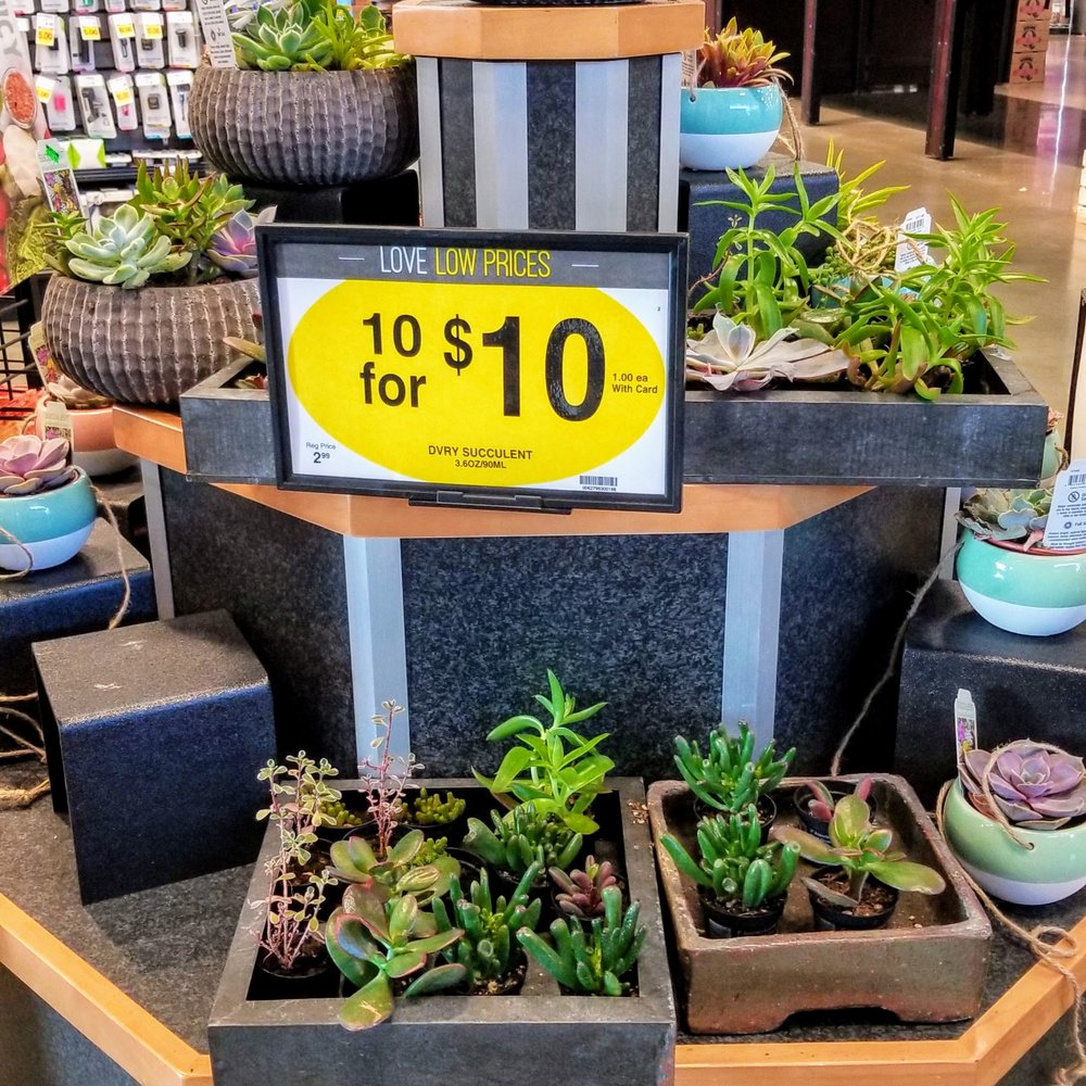 QFC - Succulents for sale - Grocery Near Me - Kirkland, Washington QFC - Succulents for sale - Grocery Near Me - Kirkland, Washington