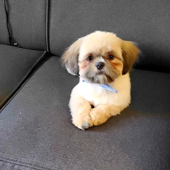Precious Pawprints - Pet Groomers Near Me - Bloomfield, New Jersey