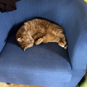 Parkview Cat Clinic - Above mentioned cat - Veterinarians Near Me - Inver Grove Heights, Minnesota Parkview Cat Clinic - Above mentioned cat - Veterinarians Near Me - Inver Grove Heights, Minnesota