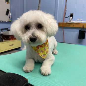 Yukiko's Dog Grooming - Pet Groomers Near Me - Salinas, California Yukiko's Dog Grooming - Pet Groomers Near Me - Salinas, California