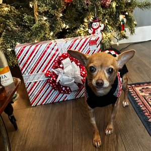 Primary Care Animal Hospital - Long Beach on Yelp