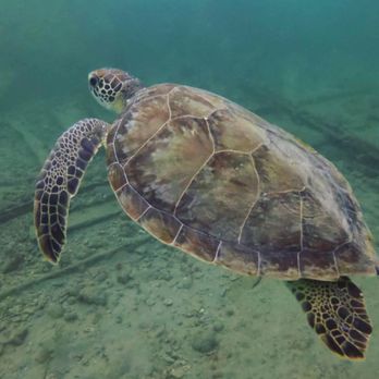 South Florida Diving Headquarters - A turtle our dive instructor Atilla showed us (photo creds go to Atilla) - Boating Near Me - Pompano Beach, Florida