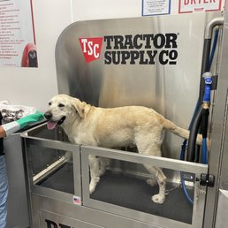 Duke getting a bath