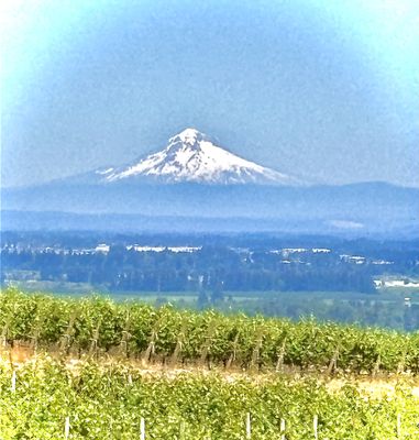 Cristom Vineyards by null