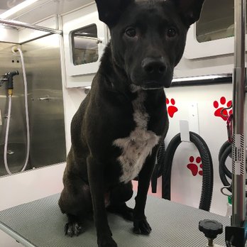 Frank's Perfect Paws - A picture of my clean pup that Frank sent over :) - Pet Groomers Near Me