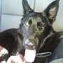 Photo of East Orlando Animal Hospital