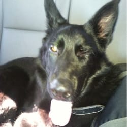 East Orlando Animal Hospital - My dog after spending 3 days boarding and in puppy day care came back with a messed up eye