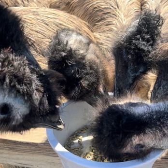 Ostrichland USA - Attraction Farms Near Me - Solvang, California Ostrichland USA - Attraction Farms Near Me - Solvang, California