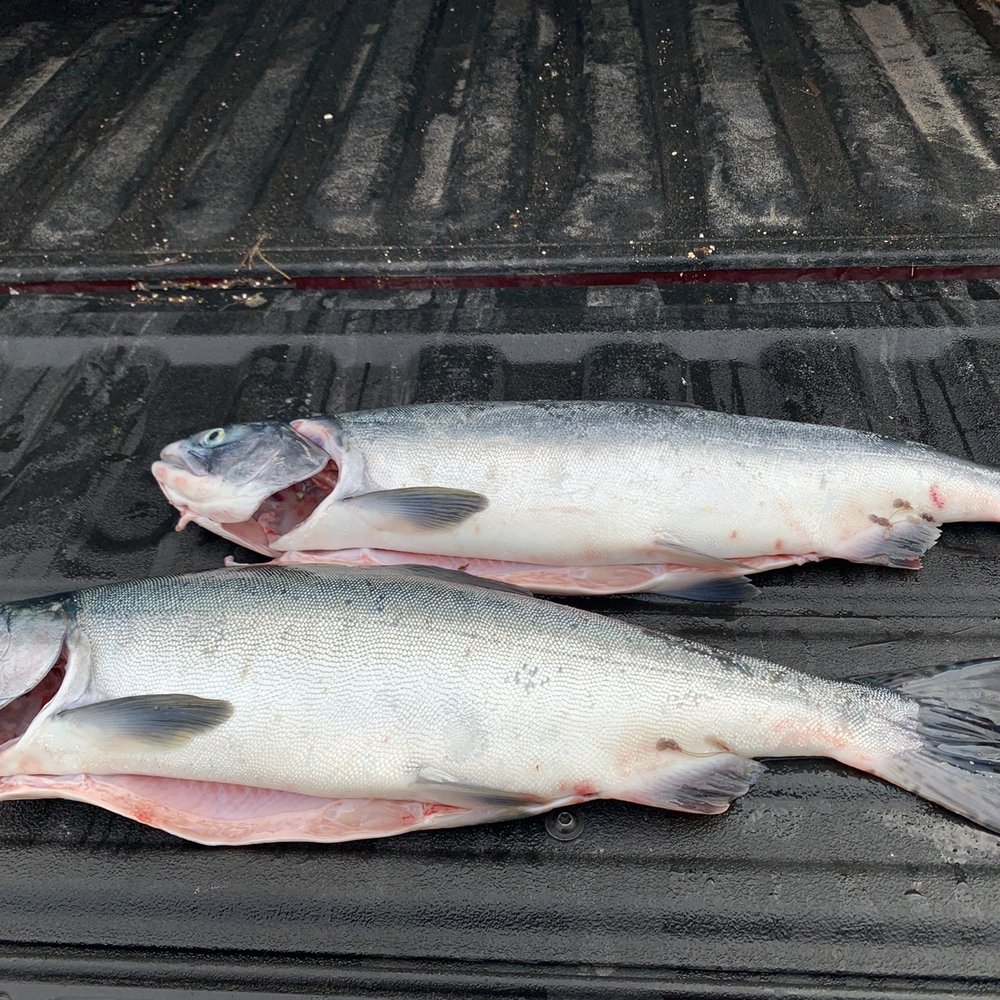 Fishing Charter Boats - Pink Salmon - Boat Charters Near Me - Edmonds, Washington Fishing Charter Boats - Pink Salmon - Boat Charters Near Me - Edmonds, Washington