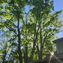 Photo of Rojas tree service