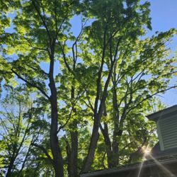 Rojas tree service - On june 14