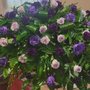 Photo of Davis Wholesale Florist