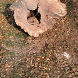 Reliable Tree and Yard Scape - Maple tree with a little decay