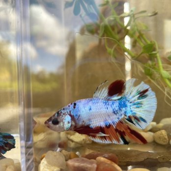 Badfish Florida - Amazing bettas - Local Fish Stores Near Me - North Palm Beach, Florida Badfish Florida - Amazing bettas - Local Fish Stores Near Me - North Palm Beach, Florida