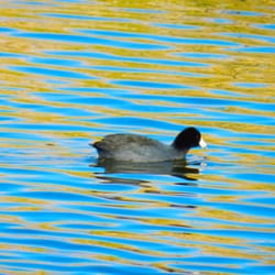 Mittry Lake - Mittry Lake Coot