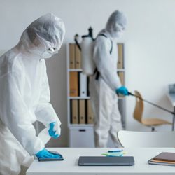 Citron Mold Removers