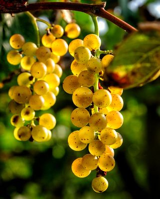 Frogtown Cellars by null