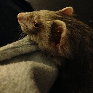 vca valley oak veterinary center